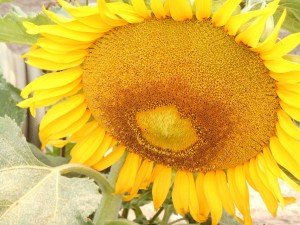 tournesol