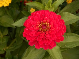 zinnia